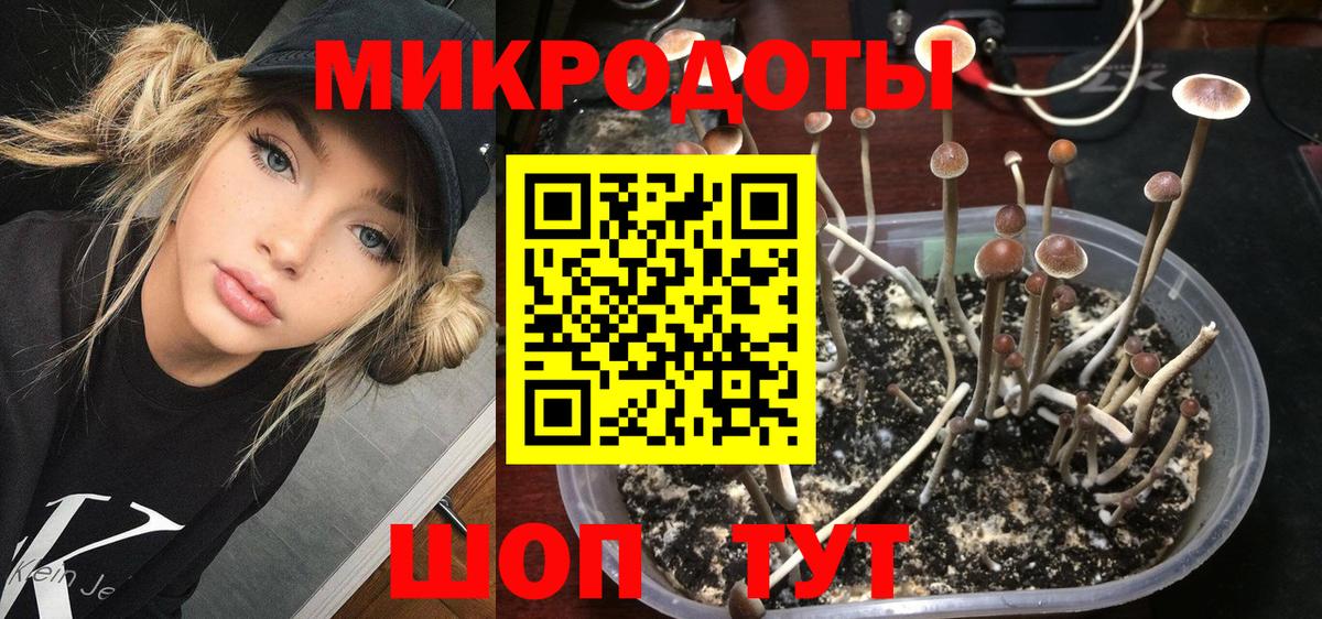 Галлюциногенные грибы Psilocybe Кропоткин